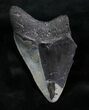 Beautiful Partial Megalodon Tooth - #7771-2